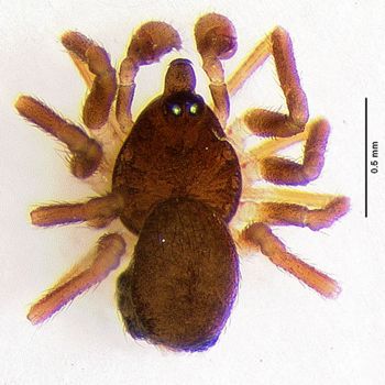 Media type: image; Invertebrate Zoology 95606